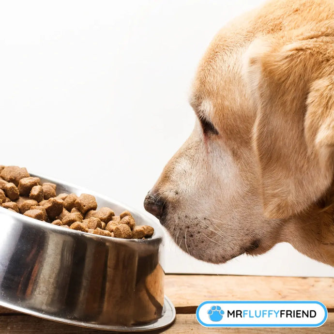 ¿Por qué mi perro huele su comida y se va?