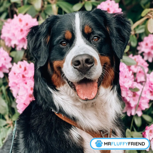Imagen destacada para un blog sobre cuáles son las razas de perros más grandes, con un boyero de Berna sonriendo entre flores rosas