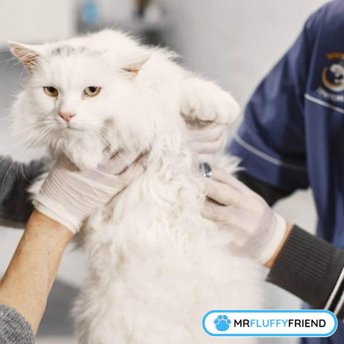 10 Señales que te Indican si tu Gato Está Enfermo