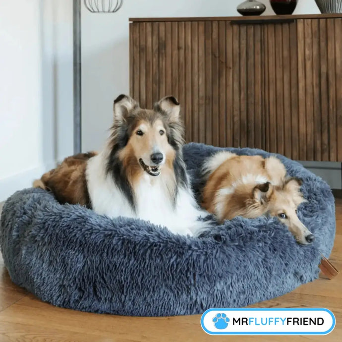 5 razones para comprar una cama anti-ansiedad para tu perro