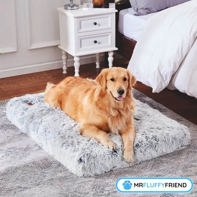 La mejor cama para perros mayores con artritis: guía completa