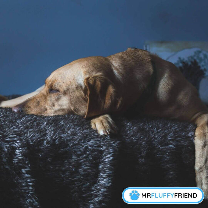 7 Remedios Naturales para Reducir la Ansiedad de tu Perro