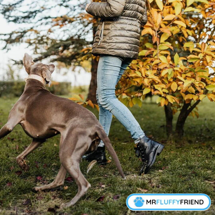 Cómo Detener los Ladridos Excesivos de tu Perro