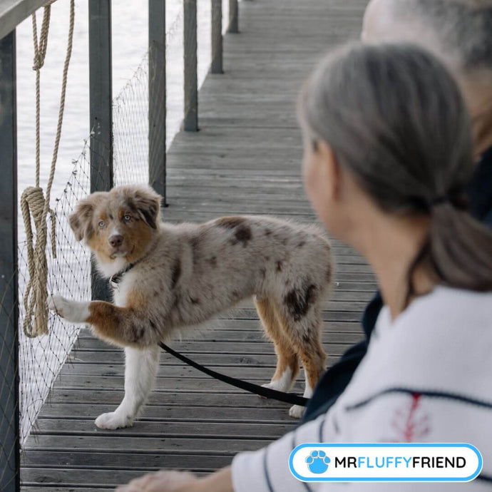 ¿Cómo Se Comunican los Perros?