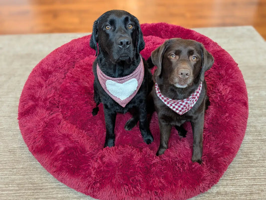 Un labrador negro y un labrador chocolate sentados uno junto al otro en una cama donut redonda y grande de color burdeos.