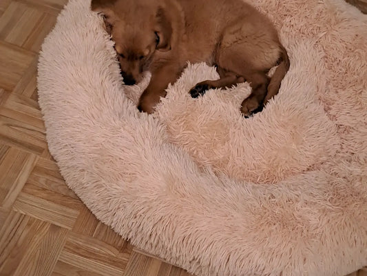 Perro pequeño acurrucado en una cama donut rosa sobre suelo de parqué.
