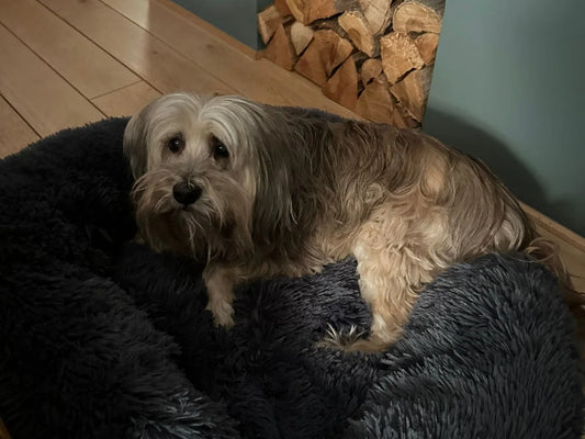 Perro mestizo tipo terrier tumbado en una cama donut negra junto a la chimenea.